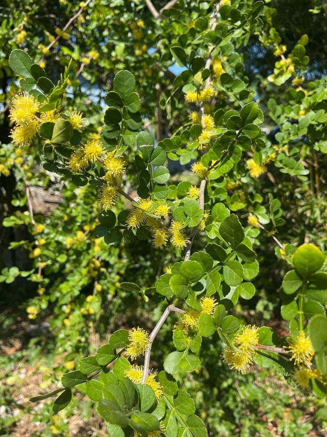 Wild lime