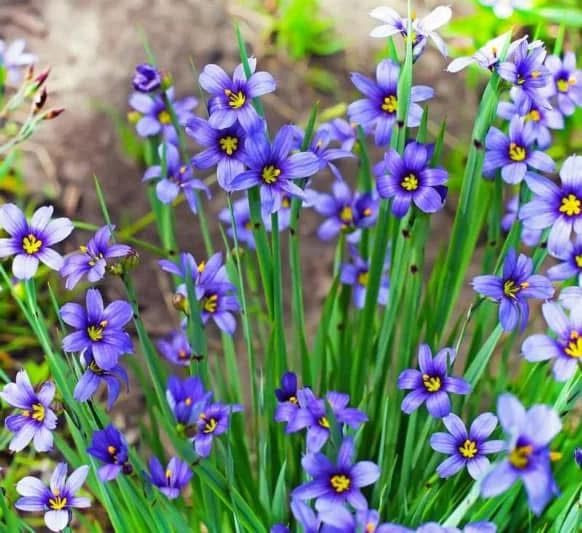 Blue-eyed grass