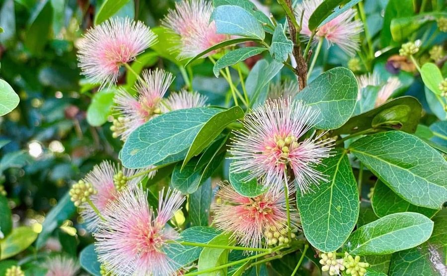 Keys blackbead blooms