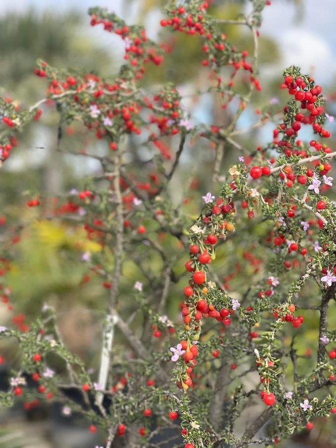 Christmas berry