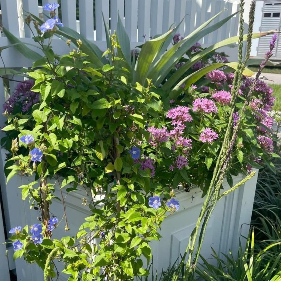 Native plants in container garden