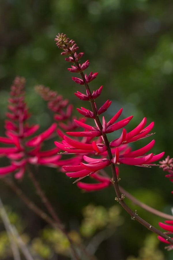 Coral bean in bloom