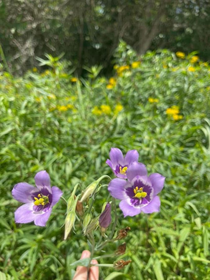 Gentian wildflowers