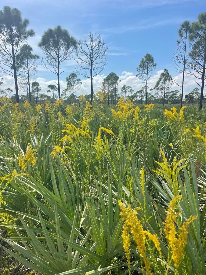 Goldenrod in flatwoods