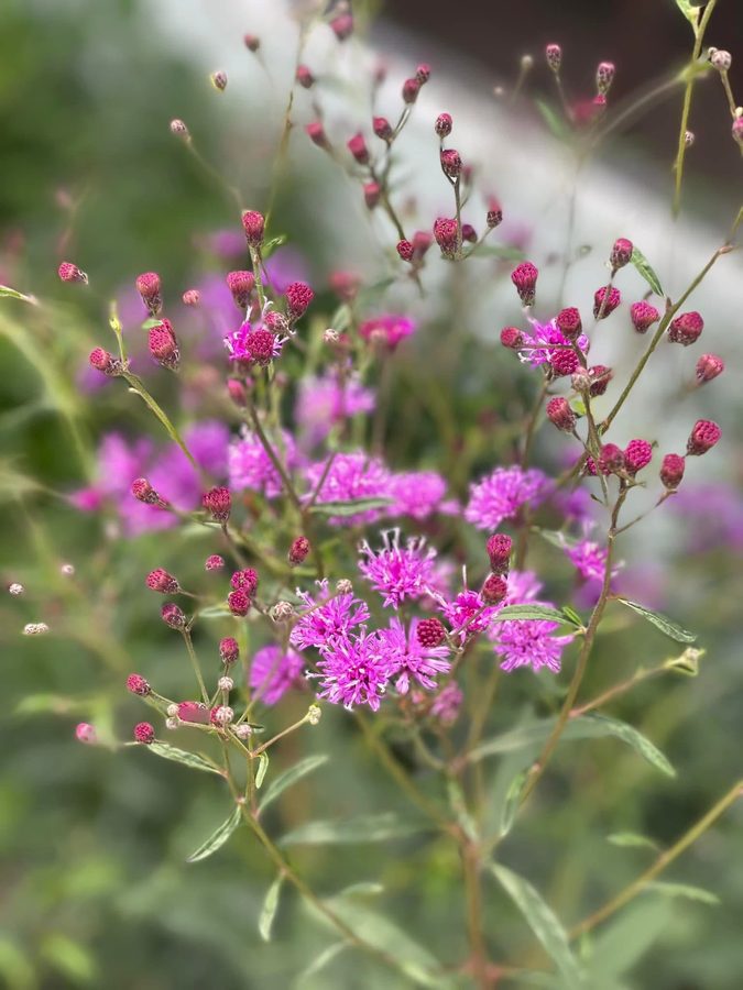 Florida ironweed