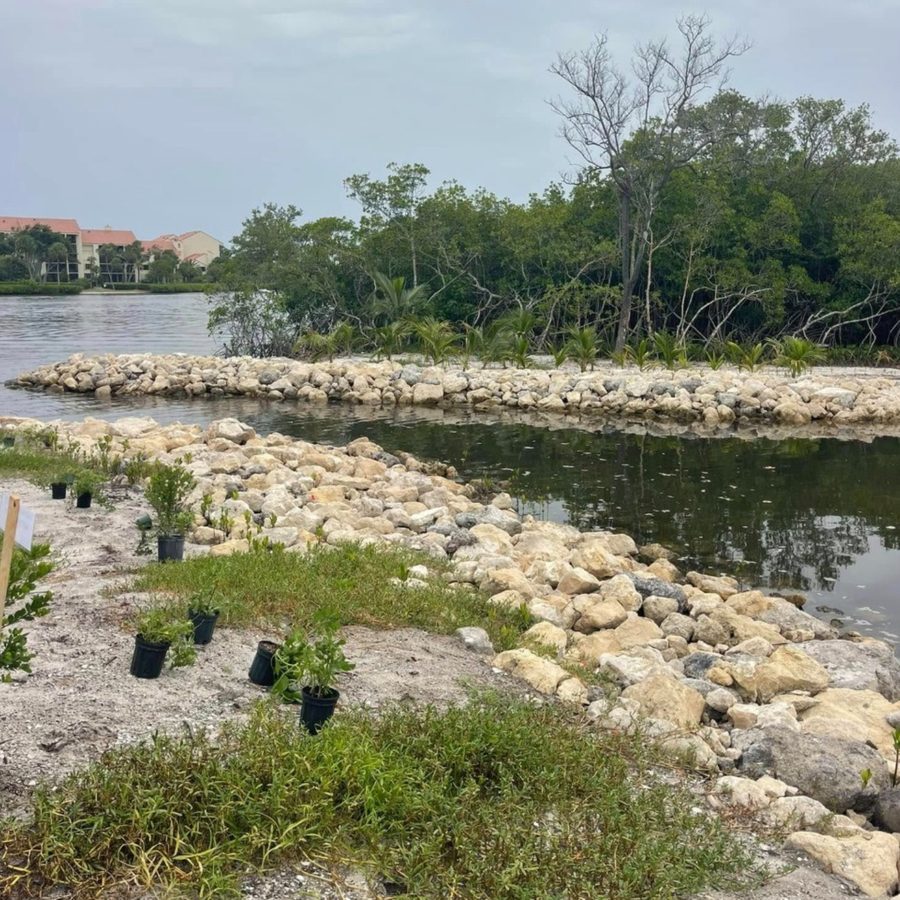 Living shoreline and dune stabilization planting