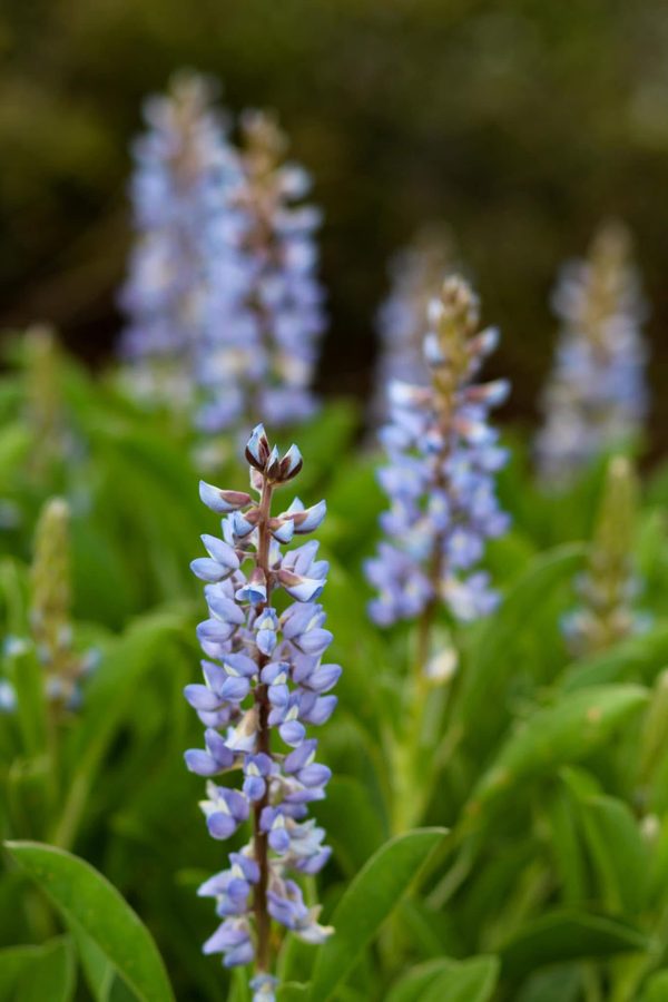 Lupine spikes