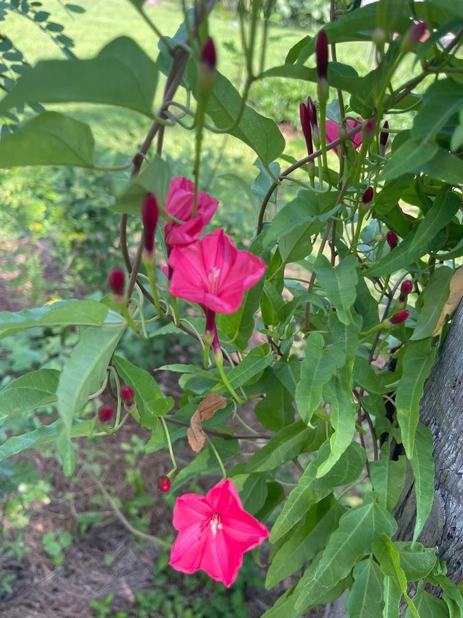 Native morning glory